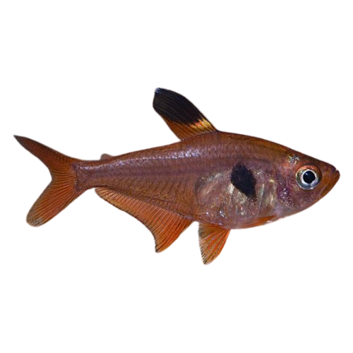 RED PHANTOM TETRA