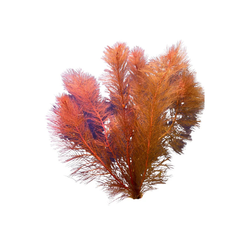 RED MILFOIL