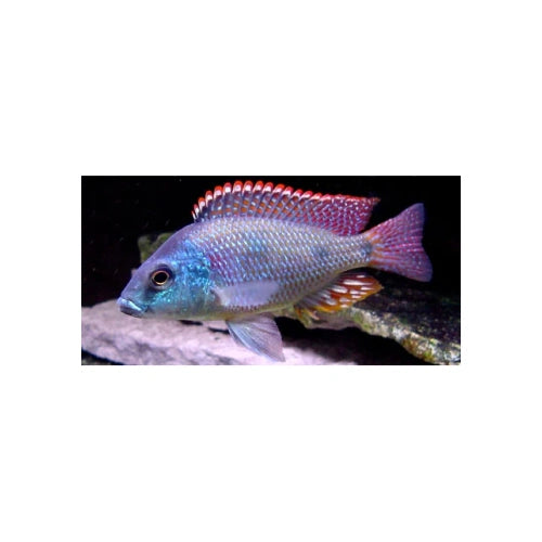 TETRASTIGMA CICHLIDS - FISH HUT AQUA AND PET SUPPLIES