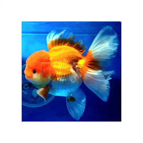 Goldfish -Oranda Assorted Thai Short Body 5cm - FISH HUT AQUA AND PET SUPPLIES