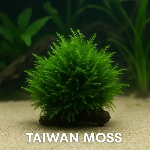 Bright green Taiwan Moss growing in a round bush shape on driftwood in an aquarium setting. Main image