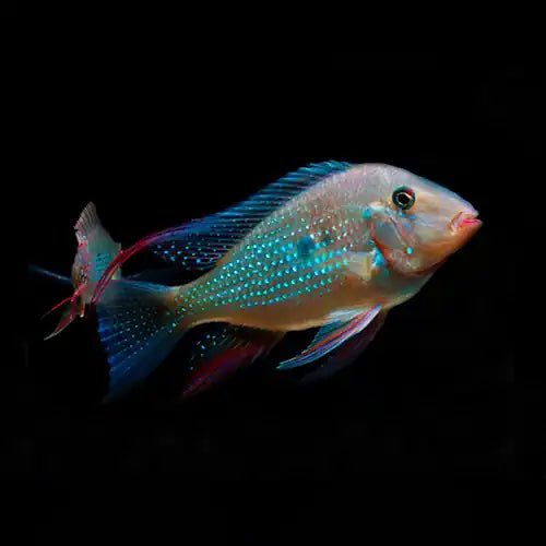 A. Heckelli - Threadfin Acara Ellioti - FISH HUT AQUA AND PET SUPPLIES - #location# Main image