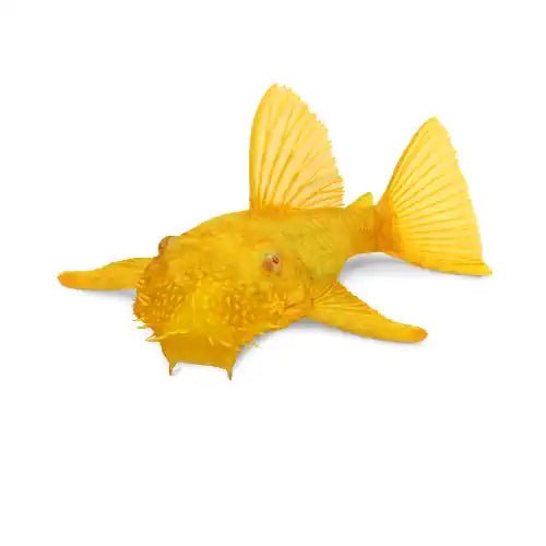 Albino Bristlenose Pleco - FISH HUT AQUA AND PET SUPPLIES - #location#