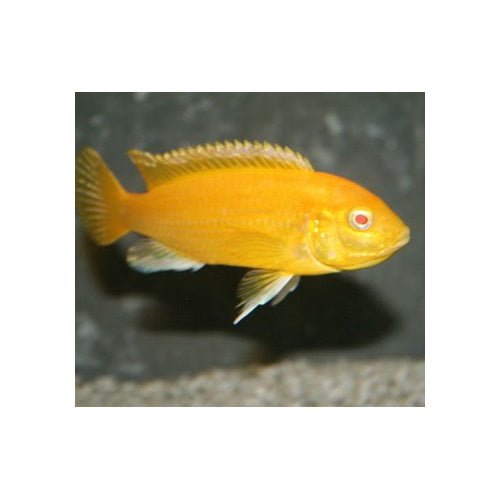 Albino Electric Yellow Cichlid - FISH HUT AQUA AND PET SUPPLIES - #location#