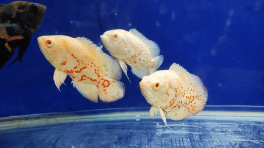 Albino Tiger Oscar - FISH HUT AQUA AND PET SUPPLIES - #location#