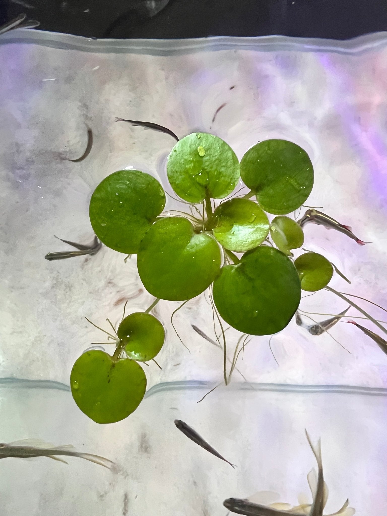 Amazon Frogbit - FISH HUT AQUA AND PET SUPPLIES - #location# Main image