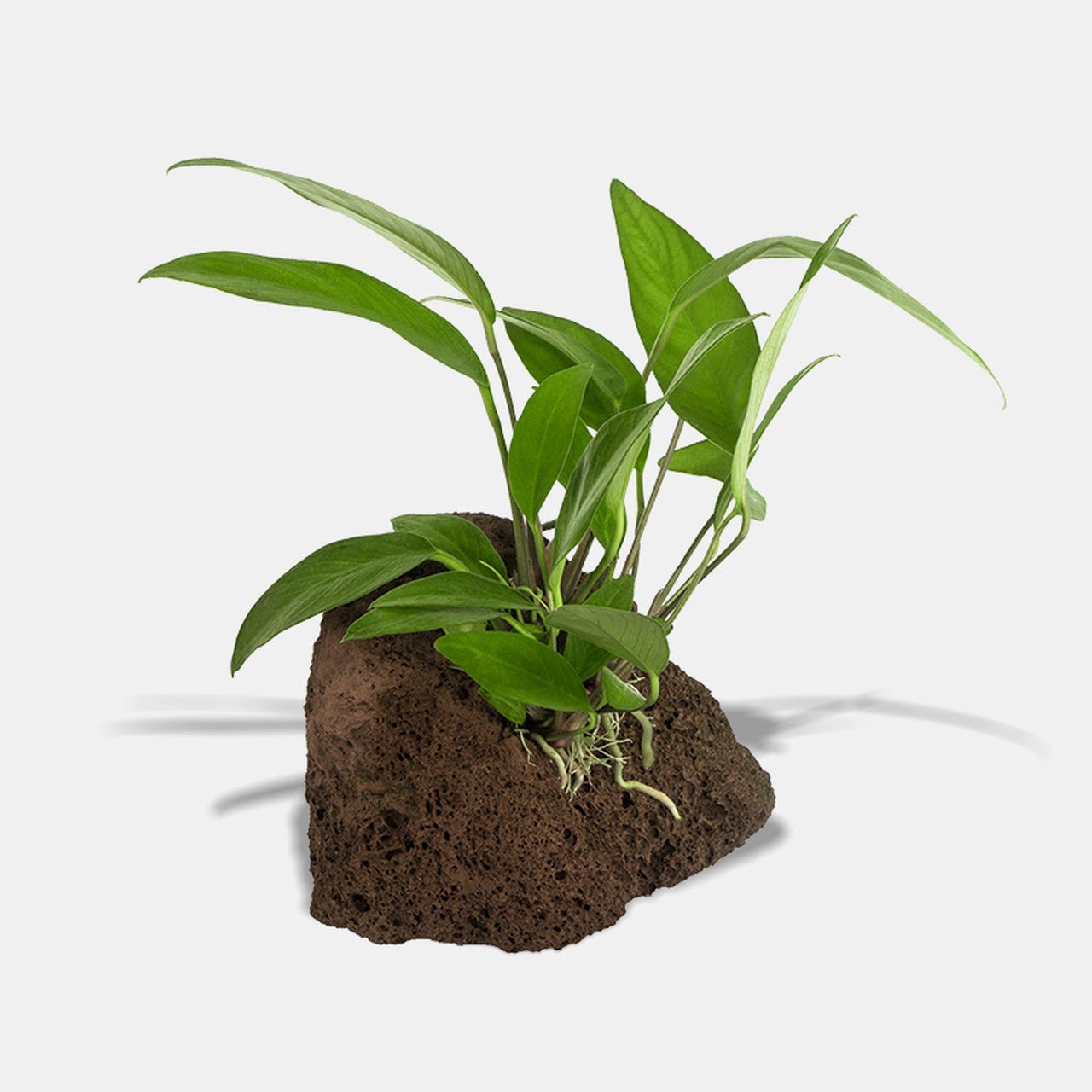 Anubias On Rock - FISH HUT AQUA AND PET SUPPLIES - #location# Main image