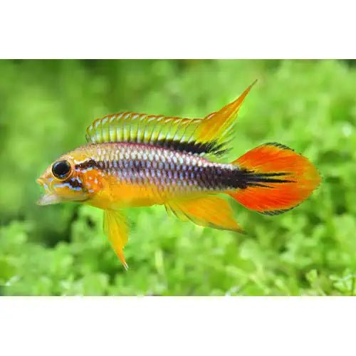 Apistogramma Agassizi - Super Red - FISH HUT AQUA AND PET SUPPLIES - #location# Main image