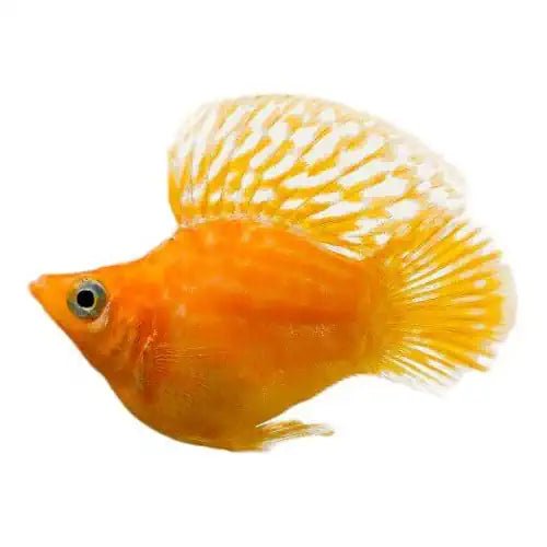 Assorted Balloon Molly - FISH HUT AQUA AND PET SUPPLIES - #location# Main image