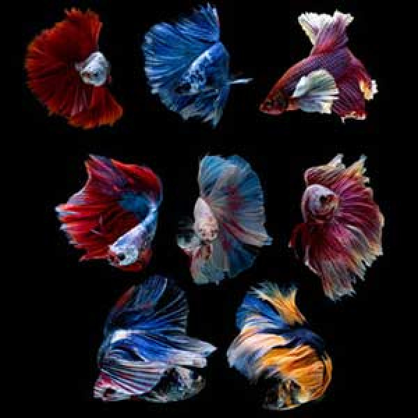 Assorted Full Moon Male Betta Fish - FISH HUT AQUA AND PET SUPPLIES