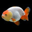 Assorted Lion Head Ranchu - FISH HUT AQUA AND PET SUPPLIES - #location#