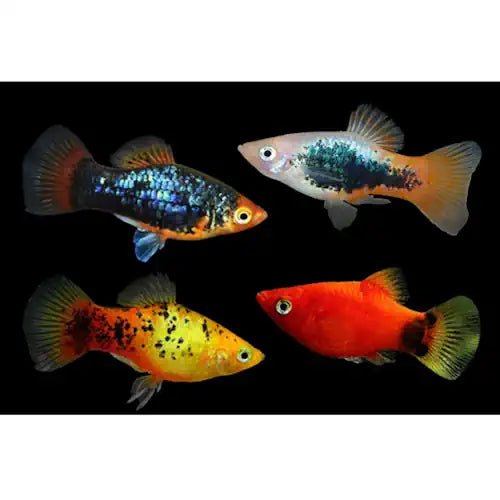 ASSORTED PLATY FISH - FISH HUT AQUA AND PET SUPPLIES - #location#