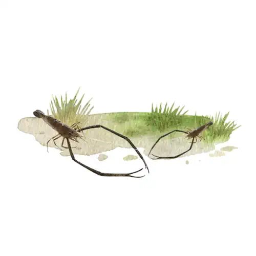 Australian Fresh Water Long Arm Shrimp - FISH HUT AQUA AND PET SUPPLIES - #location# Main image