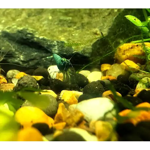 Blue Bolt shrimp on aquarium gravel with plants and rocks in the background.