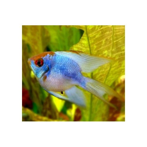 BALLOON LONGFIN ELECTRIC BLUE RAMS - FISH HUT AQUA AND PET SUPPLIES - #location# Main image