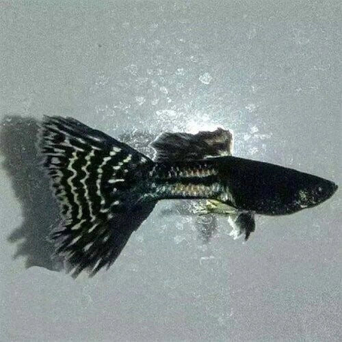 Black Lace Metal Snake Skin Guppy Pair - FISH HUT AQUA AND PET SUPPLIES - #location#