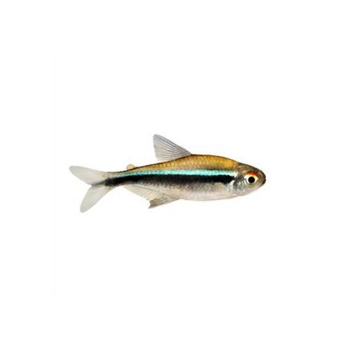 Black Neon Tetra (Buy 5 Get 1 Free)