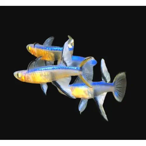 Blue Black Neon Blue Eyes Rainbowfish - FISH HUT AQUA AND PET SUPPLIES - #location#