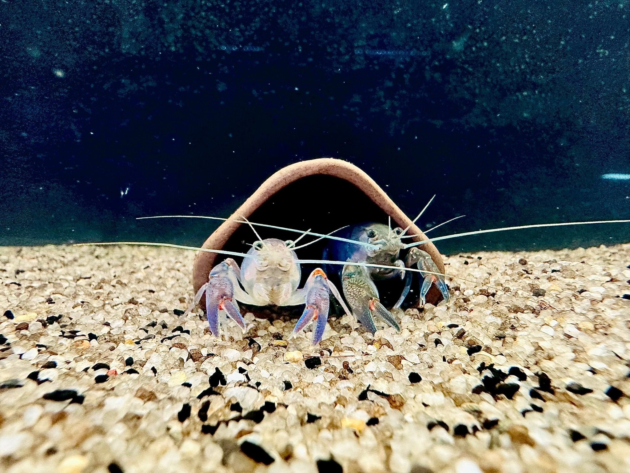 BLUE CLAW YABBY MIXED SIZES - FISH HUT AQUA AND PET SUPPLIES - #location# Main image