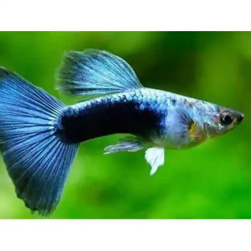 Blue Diamond Guppy Assorted Sex - FISH HUT AQUA AND PET SUPPLIES - #location# Main image