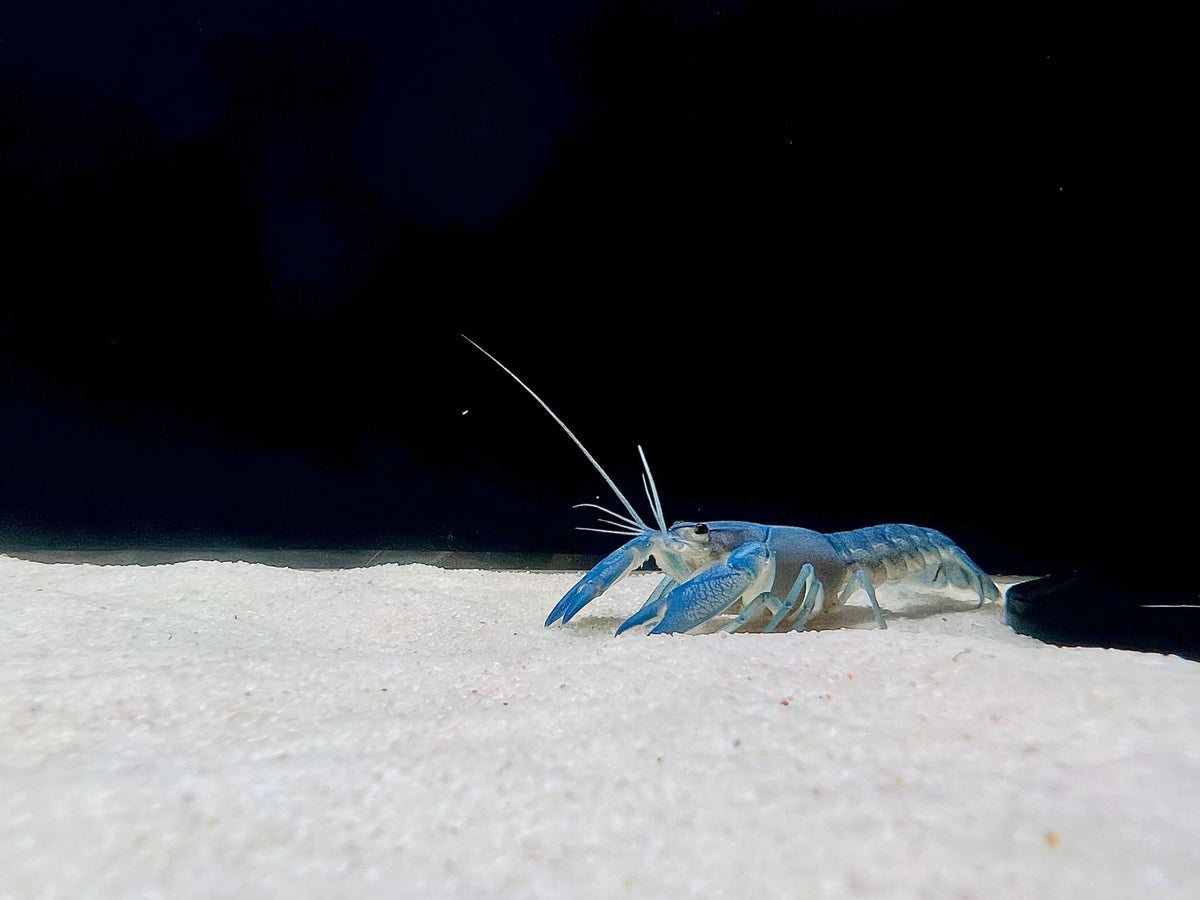 BLUE PEARL YABBY - FISH HUT AQUA AND PET SUPPLIES - #location#