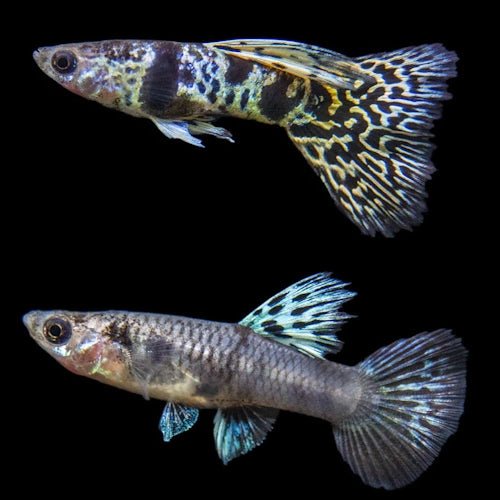 Blue Tiger King Cobra Guppy Pair - FISH HUT AQUA AND PET SUPPLIES - #location#