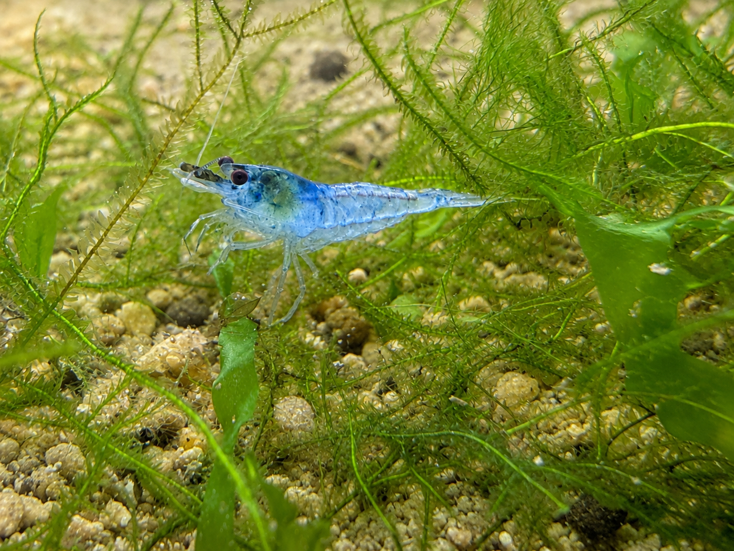 Blue Cherry Shrimp Main image