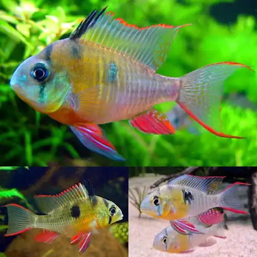 Bolivian Butterfly Cichlid - FISH HUT AQUA AND PET SUPPLIES - #location#