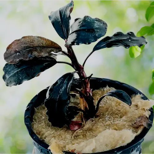 Bucephalandra - Brownie Ghost Ulu Kapus - FISH HUT AQUA AND PET SUPPLIES - #location# Main image