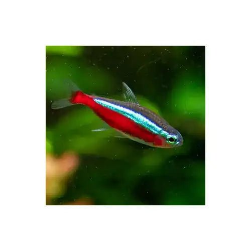Cardinal Tetra (Buy 5 Get 1 Free)
