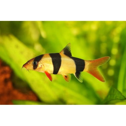 CLOWN LOACHES 5CM - FISH HUT AQUA AND PET SUPPLIES - #location# Main image