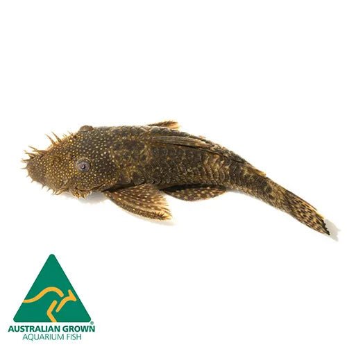 Common Bristlenose Pleco (Algae Eater) - FISH HUT AQUA AND PET SUPPLIES - #location#