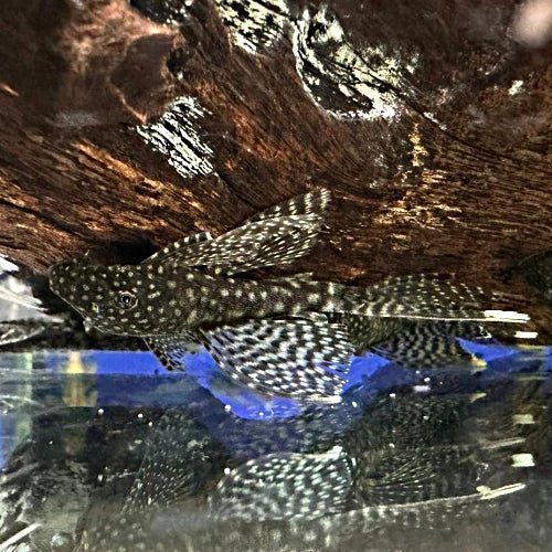 COMMON LONGFIN BRISTLENOSE - FISH HUT AQUA AND PET SUPPLIES - #location#