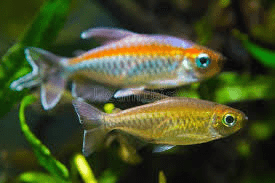 Congo Tetra Female - FISH HUT AQUA AND PET SUPPLIES - #location#