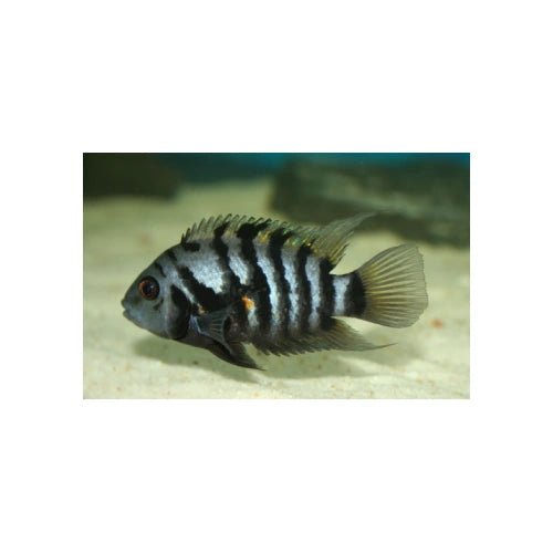 CONVICT CICHLIDS 3CM - FISH HUT AQUA AND PET SUPPLIES - #location# Main image