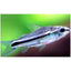 CORYDORAS PYGMAEUS CATFISH - FISH HUT AQUA AND PET SUPPLIES - #location#