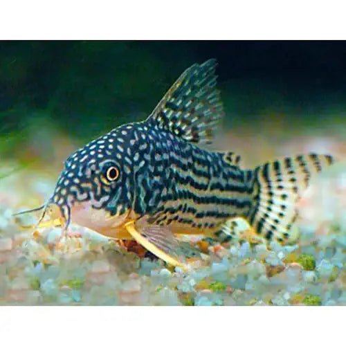 Corydoras Sterbai - FISH HUT AQUA AND PET SUPPLIES - #location# Main image