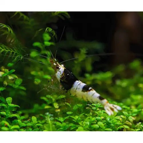 Crystal Black Shrimps - FISH HUT AQUA AND PET SUPPLIES - #location# Main image
