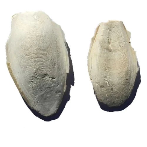 CUTTLEBONE 20CM - FISH HUT AQUA AND PET SUPPLIES - #location#