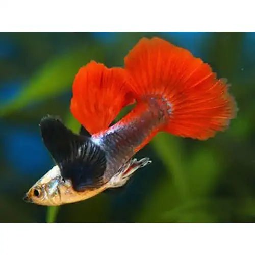 DUMBO EAR MALE GUPPY - ASSORTED - FISH HUT AQUA AND PET SUPPLIES - #location#