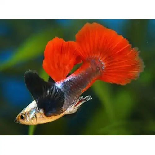 DUMBO EAR MALE GUPPY - ASSORTED - FISH HUT AQUA AND PET SUPPLIES - #location# Main image