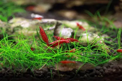 Dwarf Hair Grass (Eleocharis Belem Dwarf) tissue culture – Fish Hut Aqua Main image