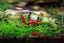 Dwarf Hair Grass (Eleocharis Belem Dwarf) tissue culture – Fish Hut Aqua