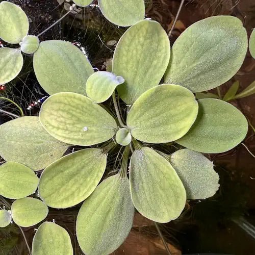 DWARF WATER LETTUCE - FISH HUT AQUA AND PET SUPPLIES - #location# Main image
