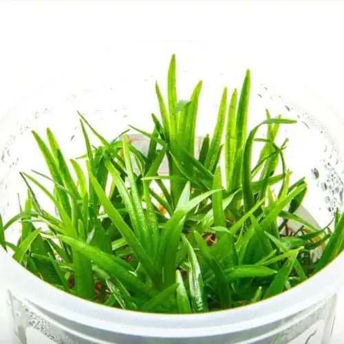 Echinodorus Tenellus - Broad - FISH HUT AQUA AND PET SUPPLIES - #location# Main image
