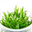 Echinodorus Tenellus - Broad - FISH HUT AQUA AND PET SUPPLIES - #location#