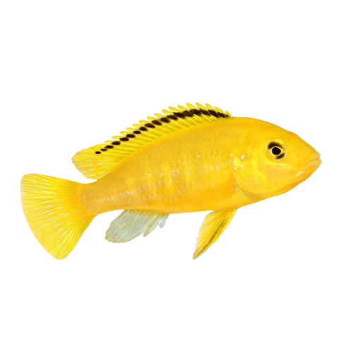 ELECTRIC YELLOW CICHLIDS - FISH HUT AQUA AND PET SUPPLIES - #location#