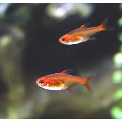 Ember Tetra (Buy 5 Get 1 Free)