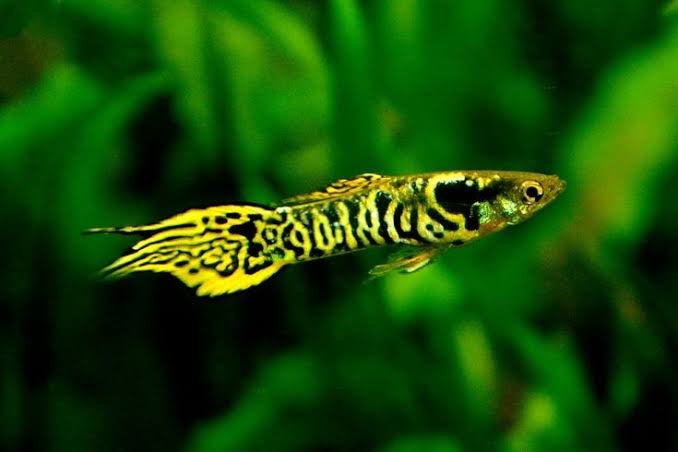 ENDLERS - TIGER - FISH HUT AQUA AND PET SUPPLIES - #location#