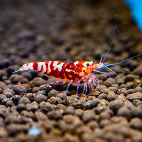 Fancy Tiger Shrimp for sale in Australian freshwater aquariums Main image